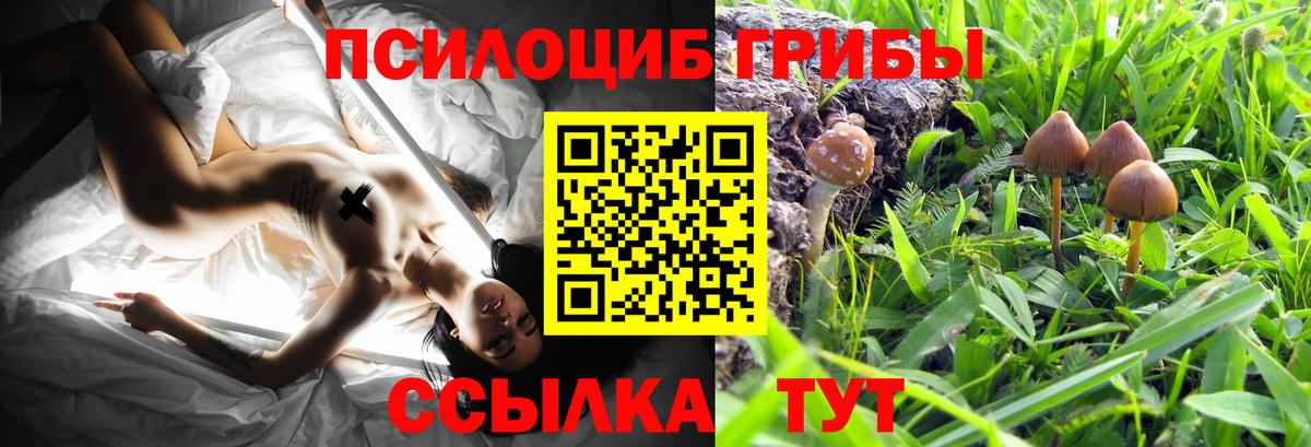 Псилоцибиновые грибы мухоморы Брянск
